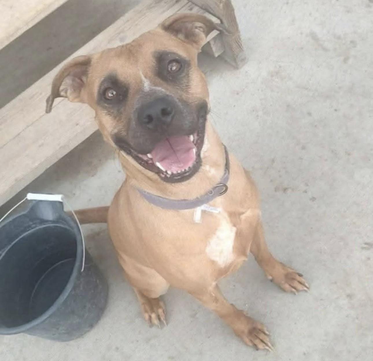 Enlarge Roo, a Adoptable mixed breed in Colorado Springs, CO image 1/5
