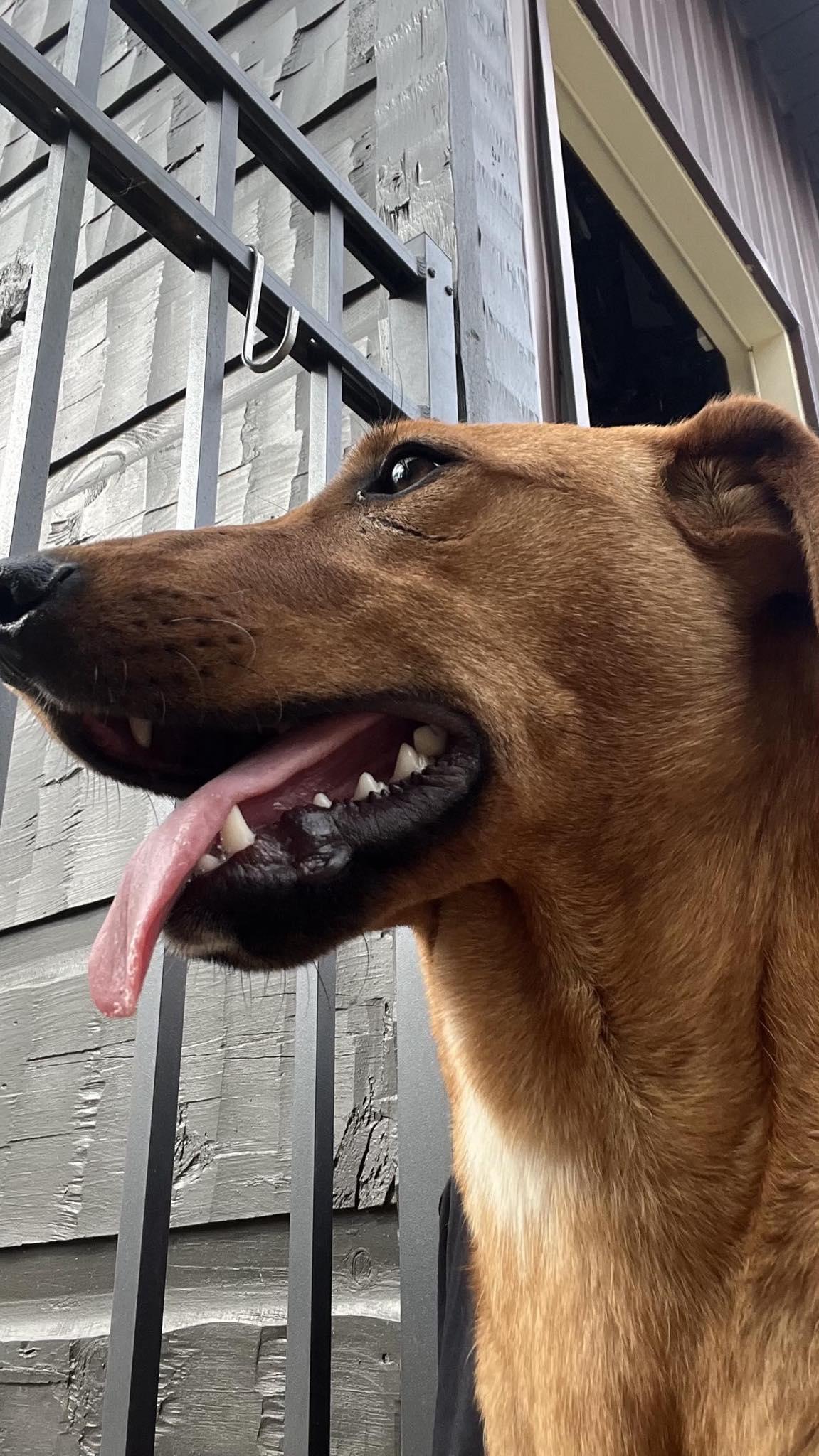 Danny......Fee Sponsorship, a Adoptable mixed breed in Cookeville, TN image 6/6