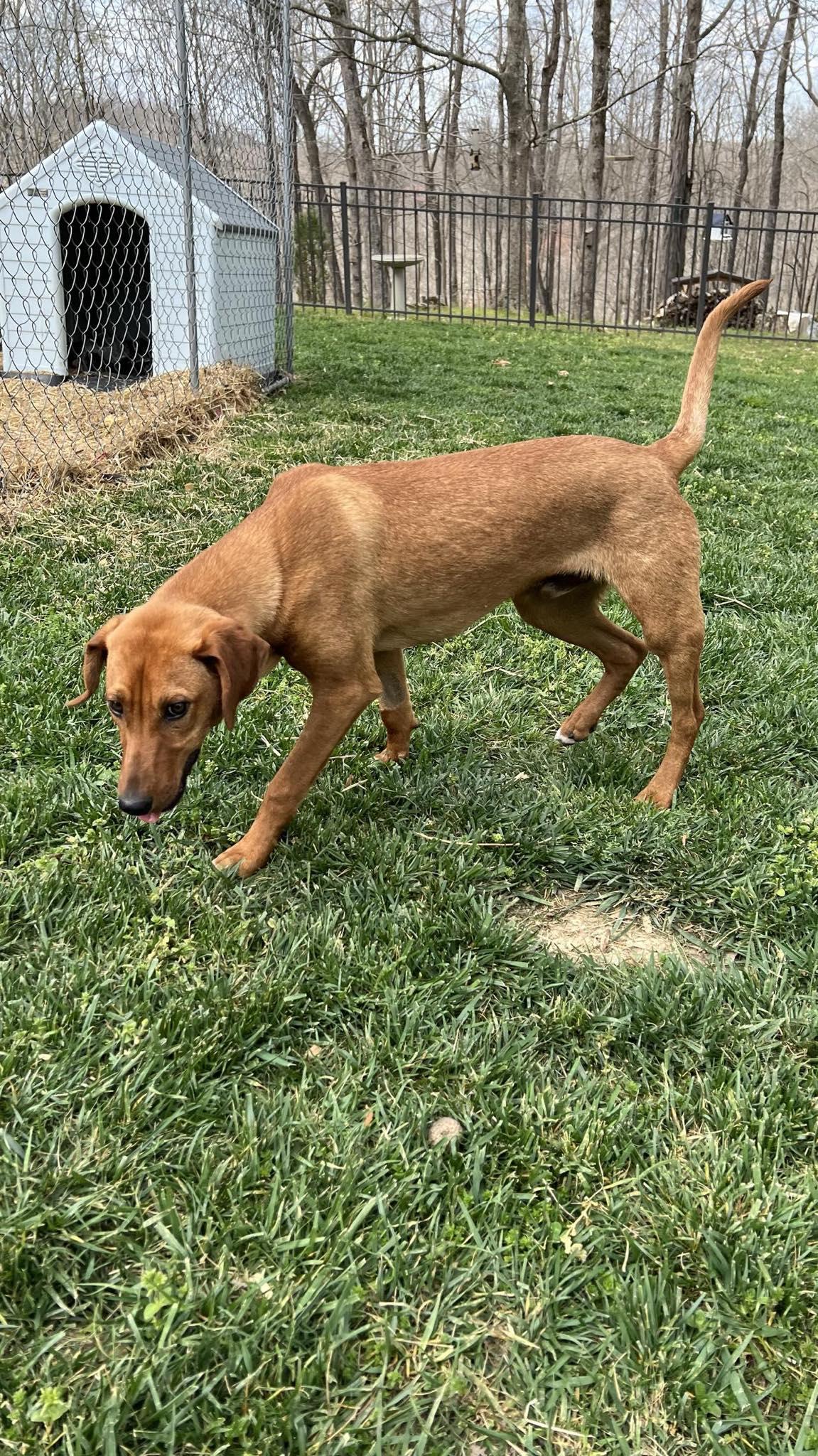 Danny......Fee Sponsorship, a Adoptable mixed breed in Cookeville, TN image 5/6