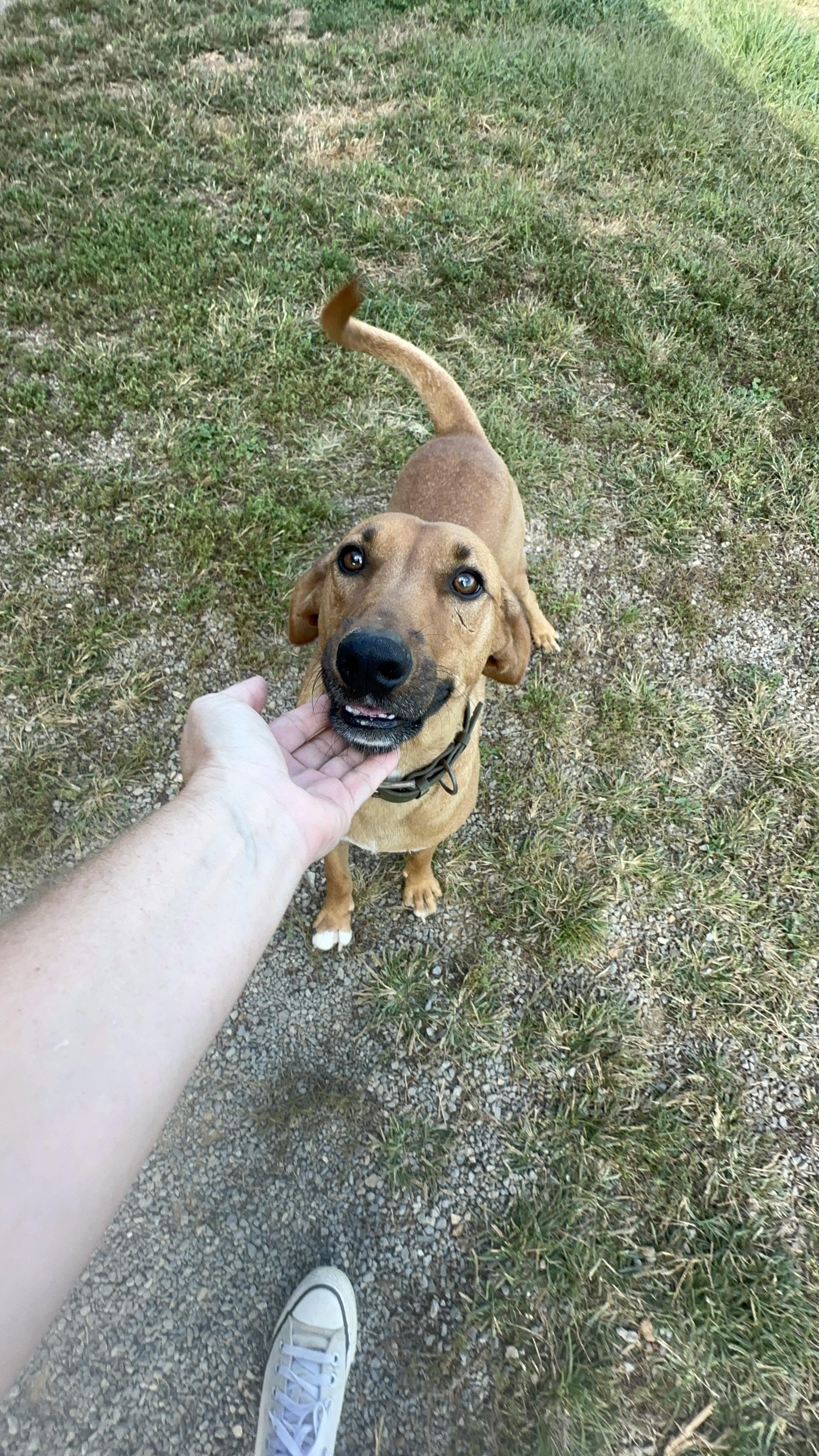 Danny......Fee Sponsorship, a Adoptable mixed breed in Cookeville, TN image 3/6