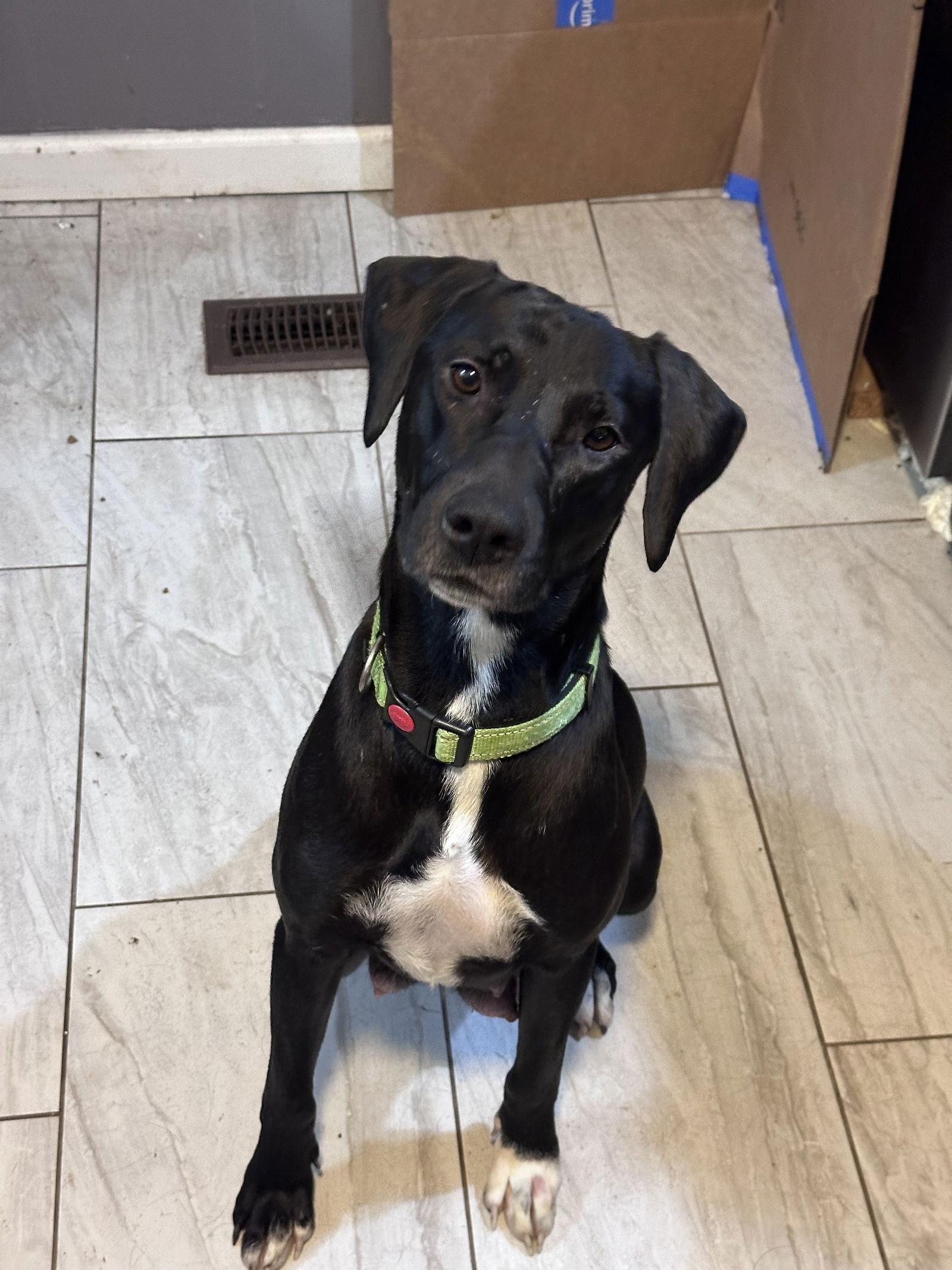 Gloria *LOCAL*, Adopted, Adult Female Labrador Retriever.