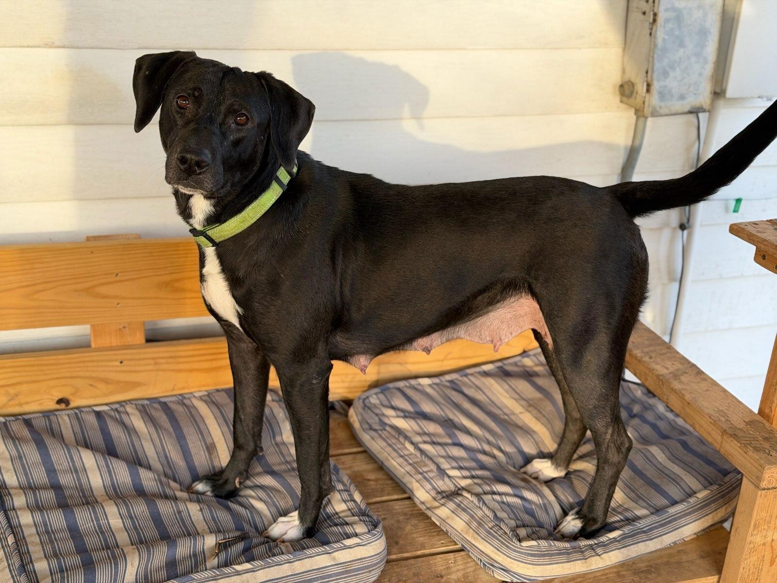 Enlarge Gloria *LOCAL*, a Adopted Labrador Retriever in Wakefield, RI image 2/3