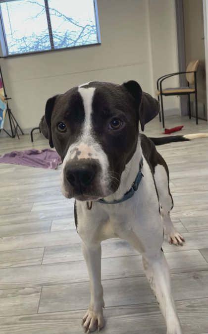 Enlarge Chester, a Adoptable mixed breed in South Bend, IN image 1/3