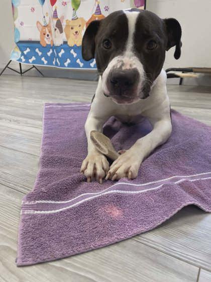 Enlarge Chester, a Adoptable mixed breed in South Bend, IN image 2/3