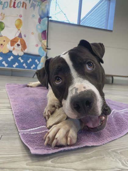 Enlarge Chester, a Adoptable mixed breed in South Bend, IN image 3/3