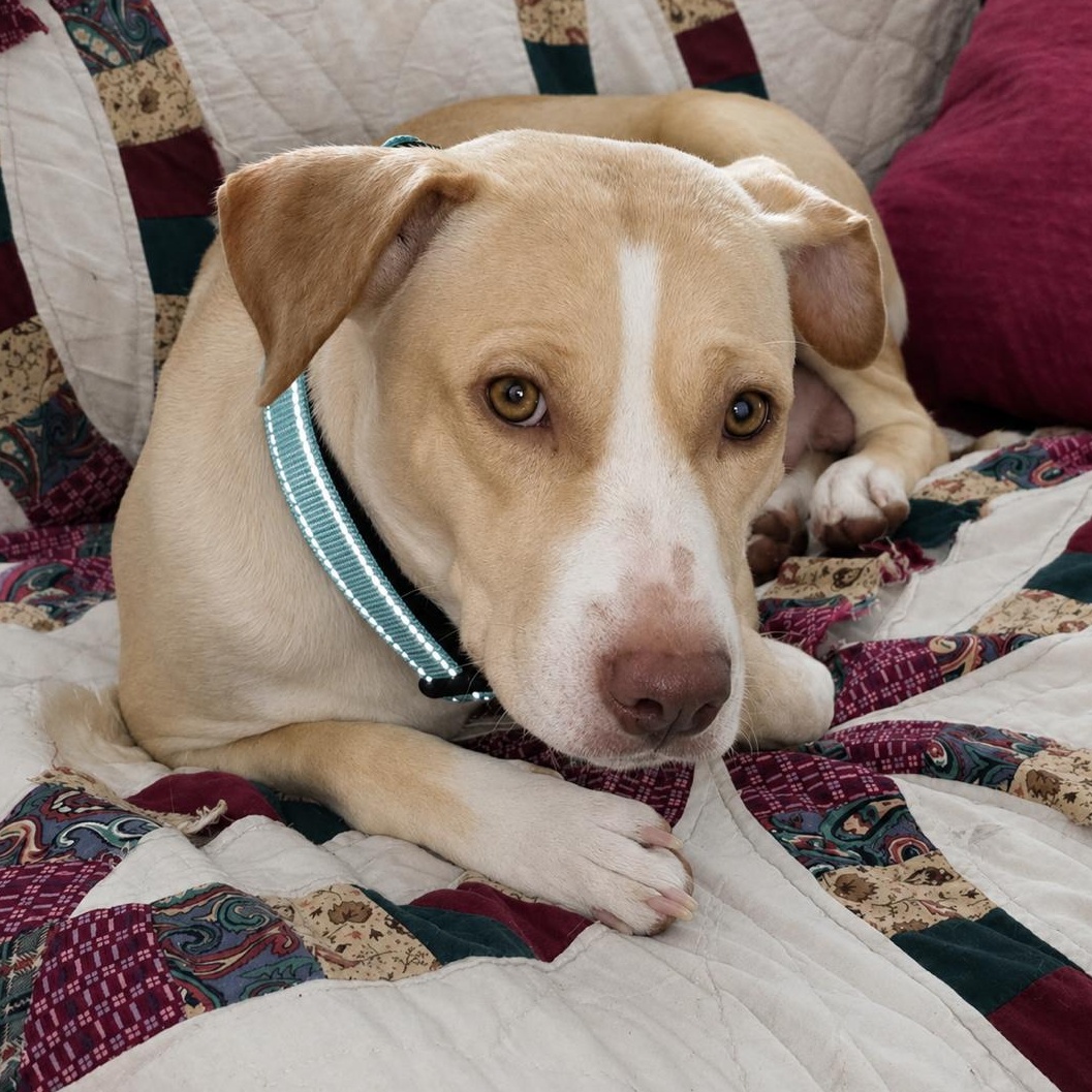 Enlarge Becca, a ADOPTABLE mixed breed in Boston, MA image 1/5