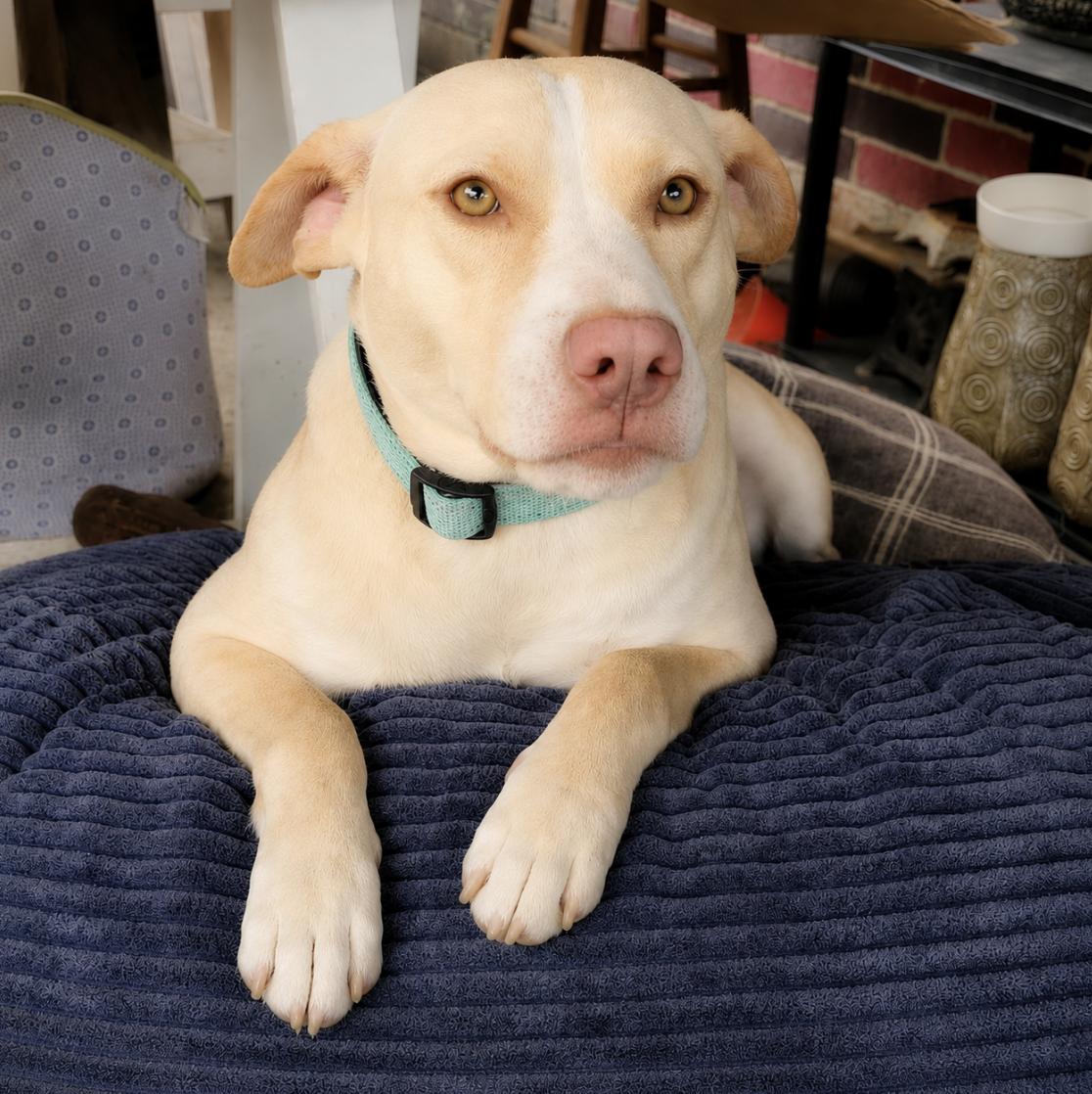 Enlarge Becca, a ADOPTABLE mixed breed in Boston, MA image 5/5