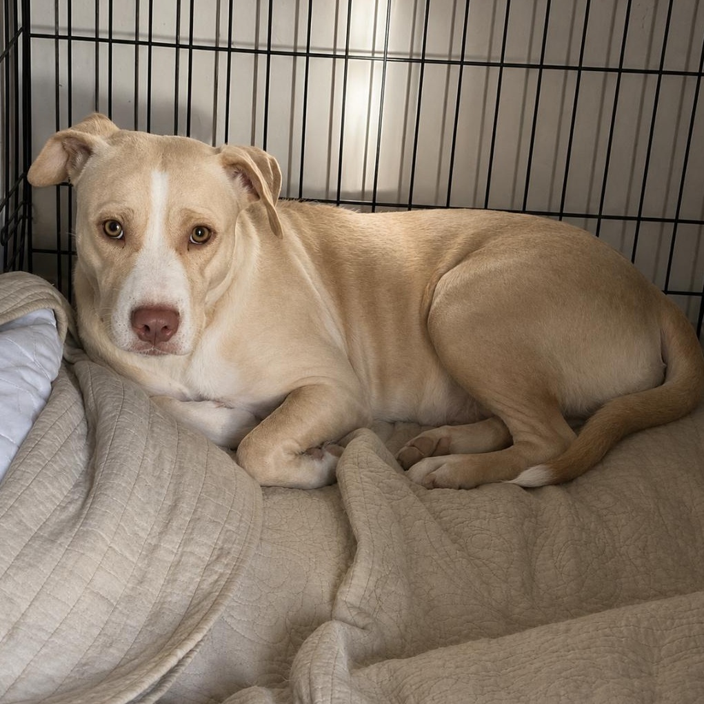 Enlarge Becca, a ADOPTABLE mixed breed in Boston, MA image 4/5