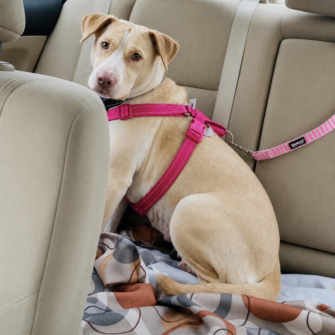 Enlarge Becca, a ADOPTABLE mixed breed in Boston, MA image 3/5