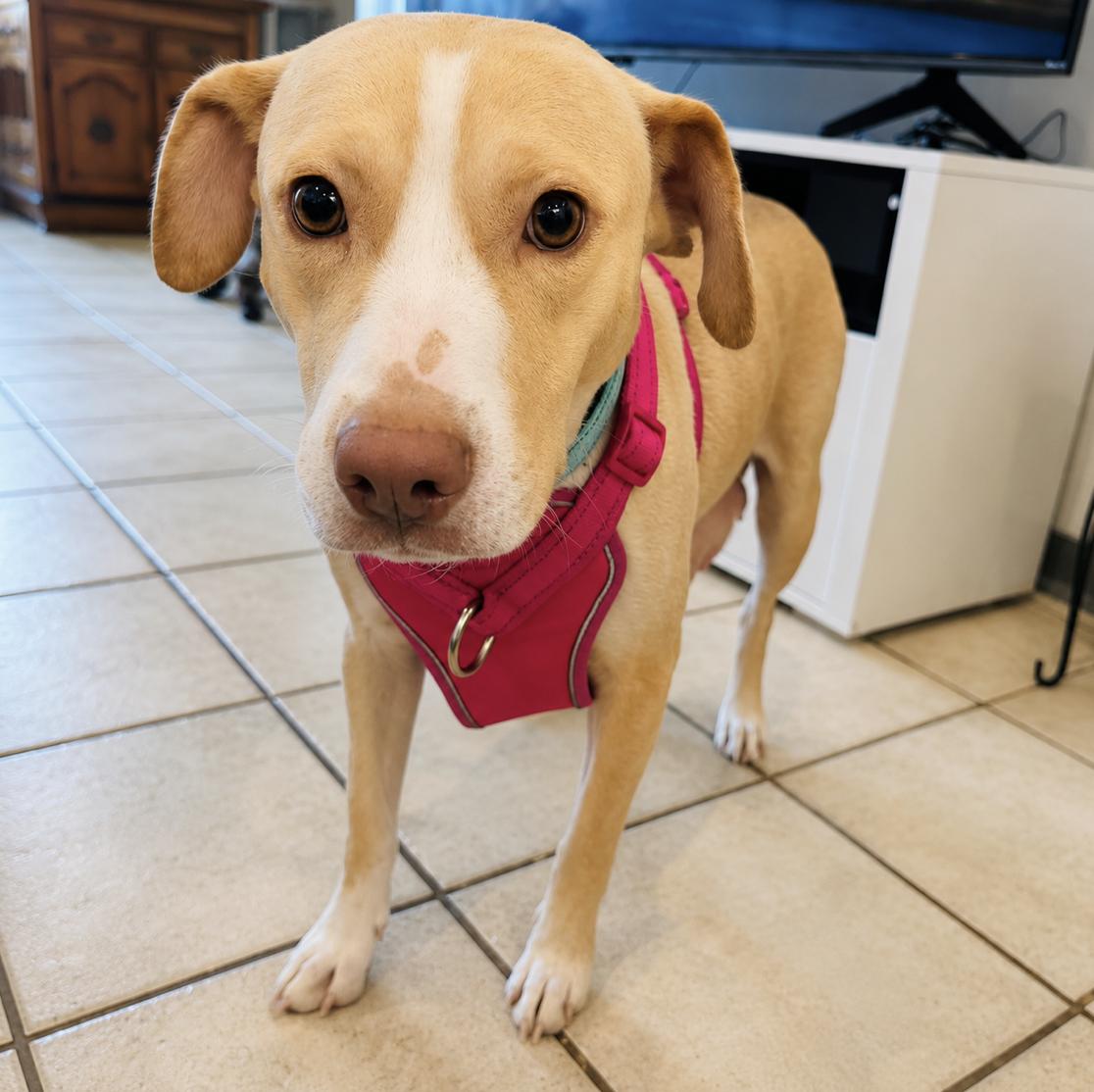 Enlarge Becca, a ADOPTABLE mixed breed in Boston, MA image 2/5