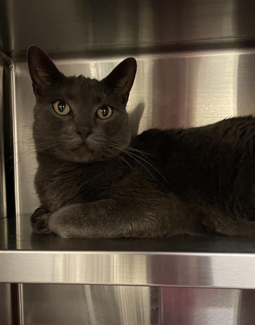 LUCIFER, Adoptable, Adult Male Russian Blue.