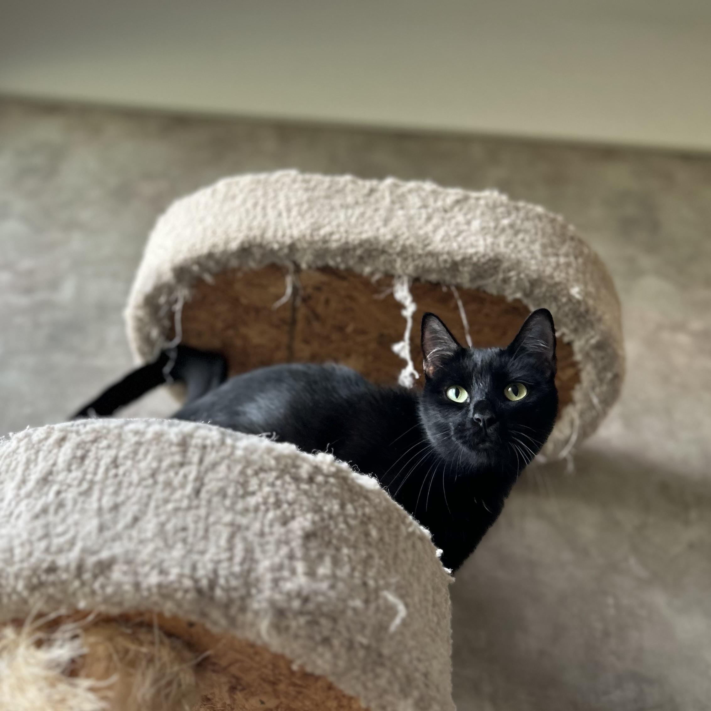 Enlarge Eve, a Adoptable American Shorthair in Seguin, TX image 2/5