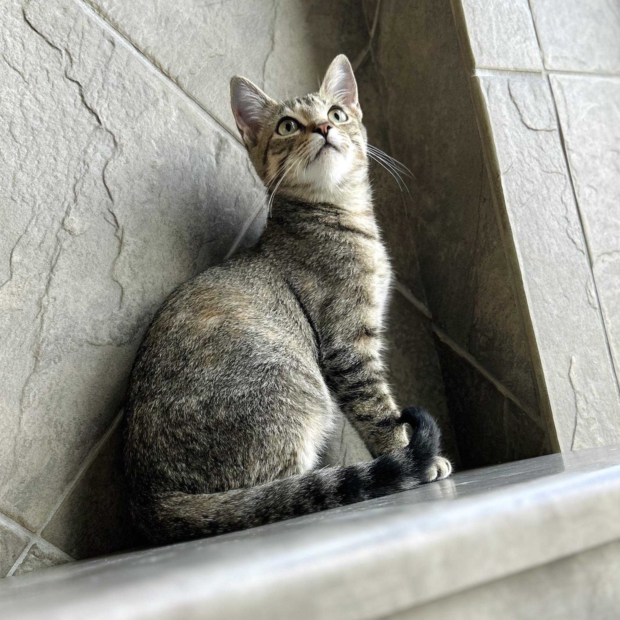 Enlarge Eve, a Adoptable American Shorthair in Seguin, TX image 4/5