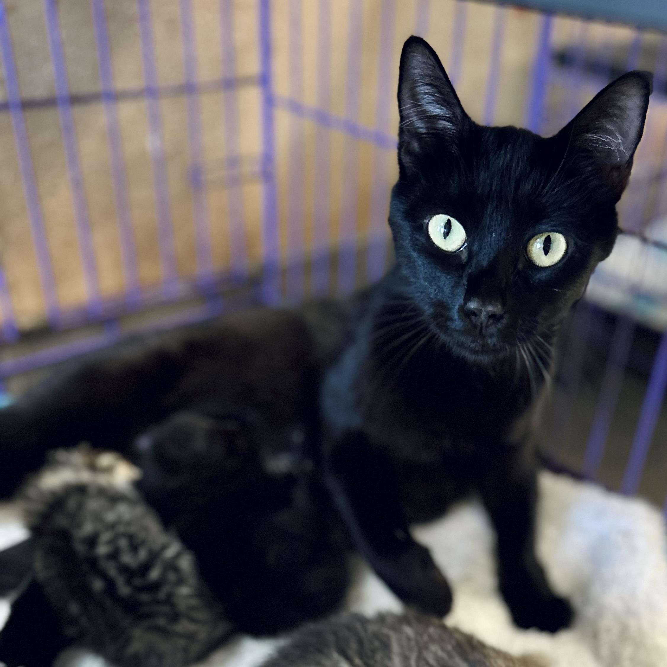 Enlarge Eve, a Adoptable American Shorthair in Seguin, TX image 3/5