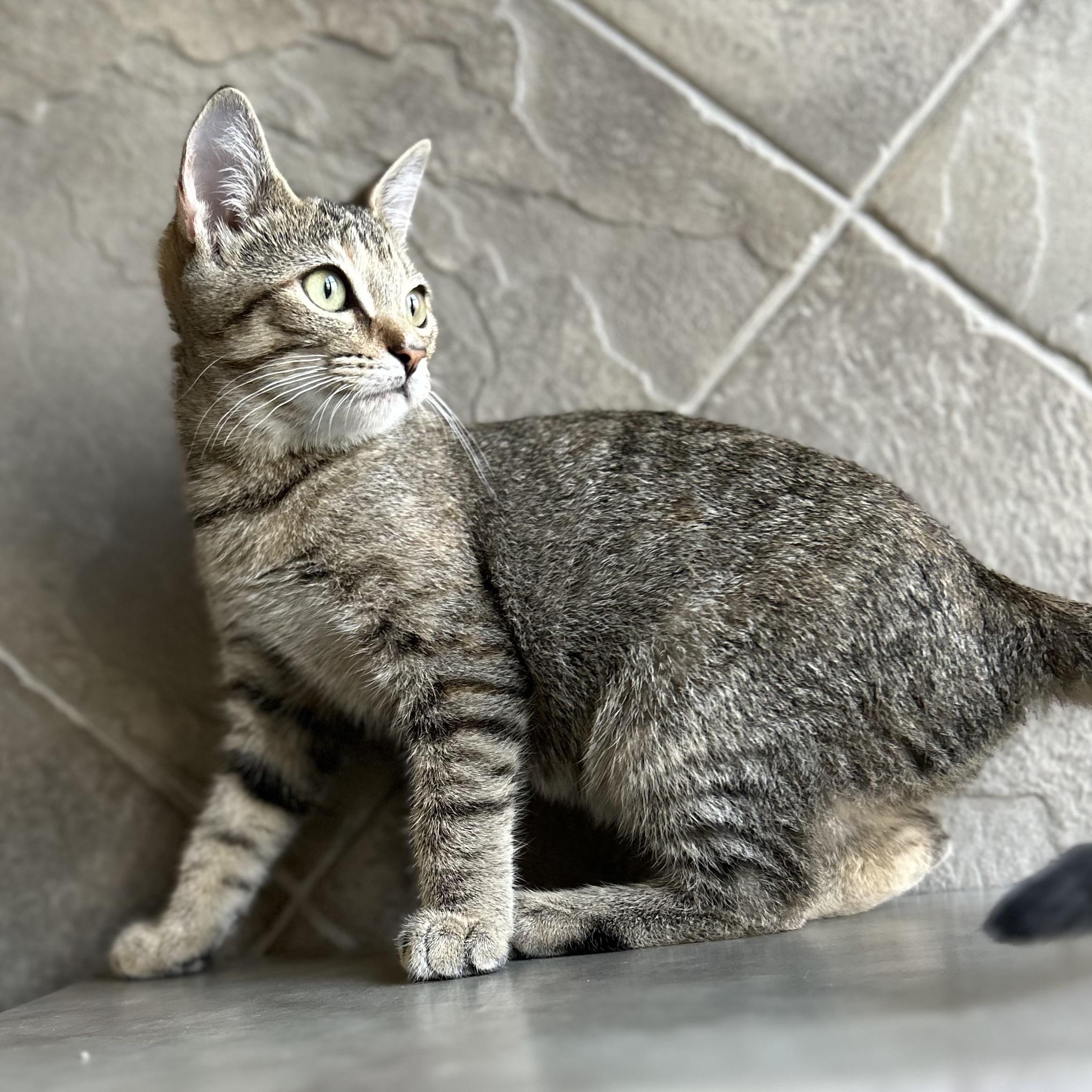 Enlarge Eve, a Adoptable American Shorthair in Seguin, TX image 5/5