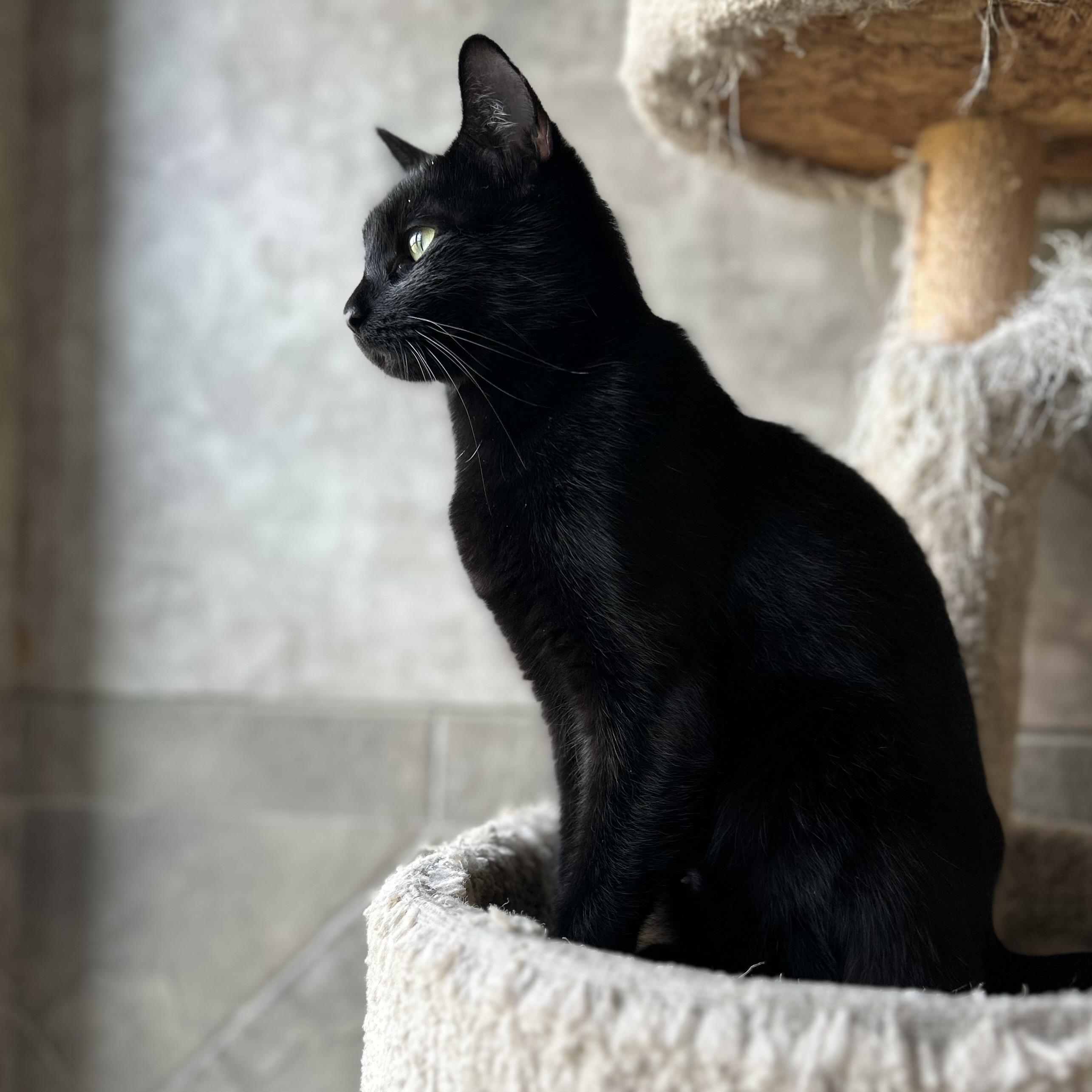 Eve, Adoptable, Adult Female American Shorthair.