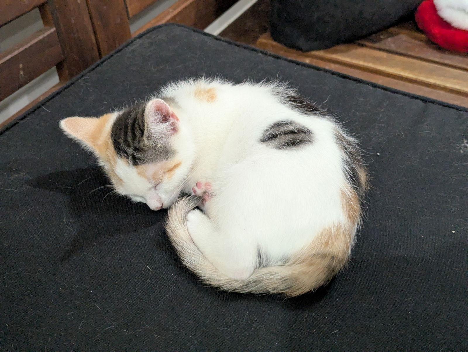 Maple, Adoptable, Young Female Domestic Short Hair.