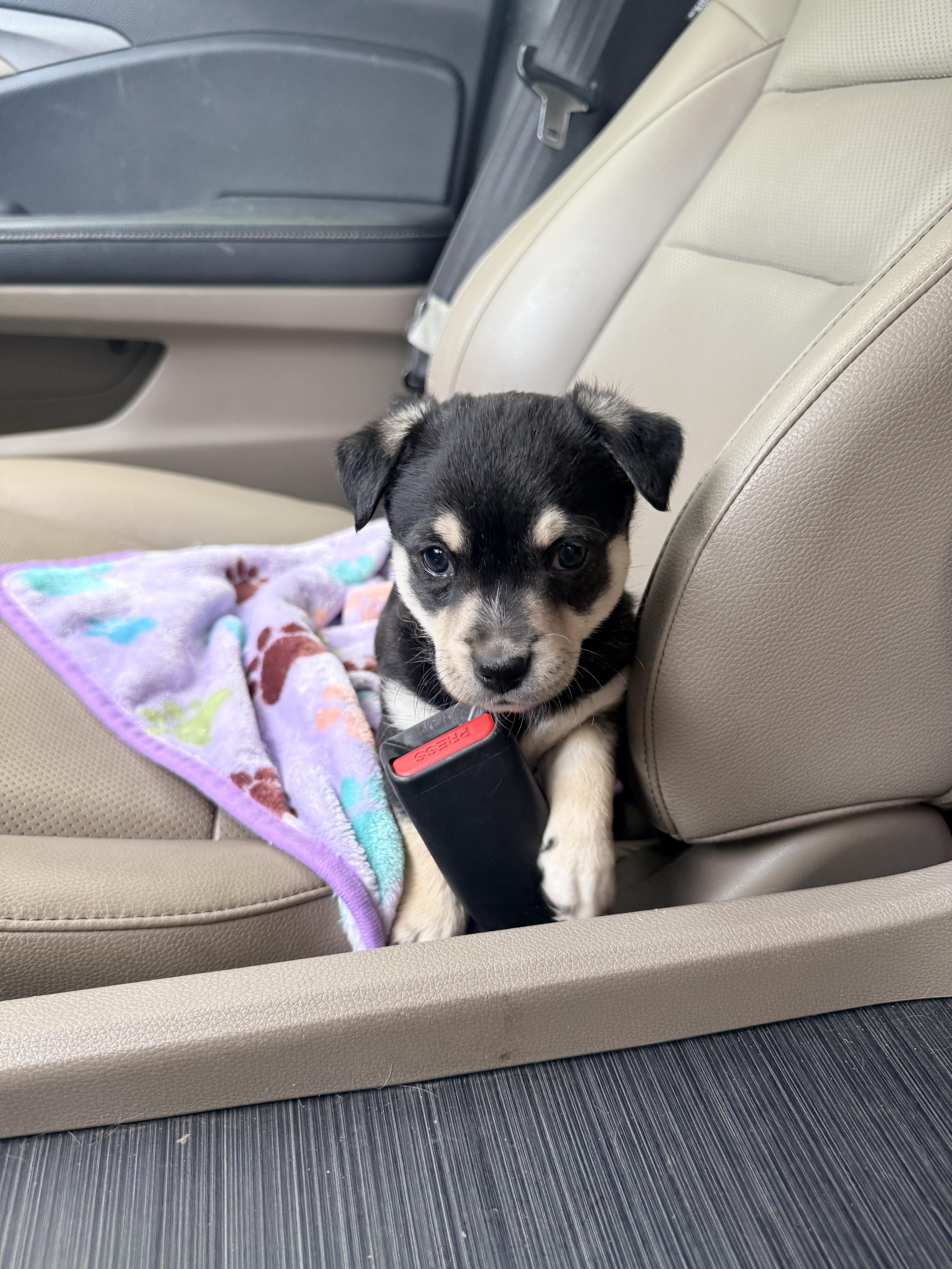 Enlarge Kiwi, a ADOPTABLE mixed breed in Penryn, CA image 1/1