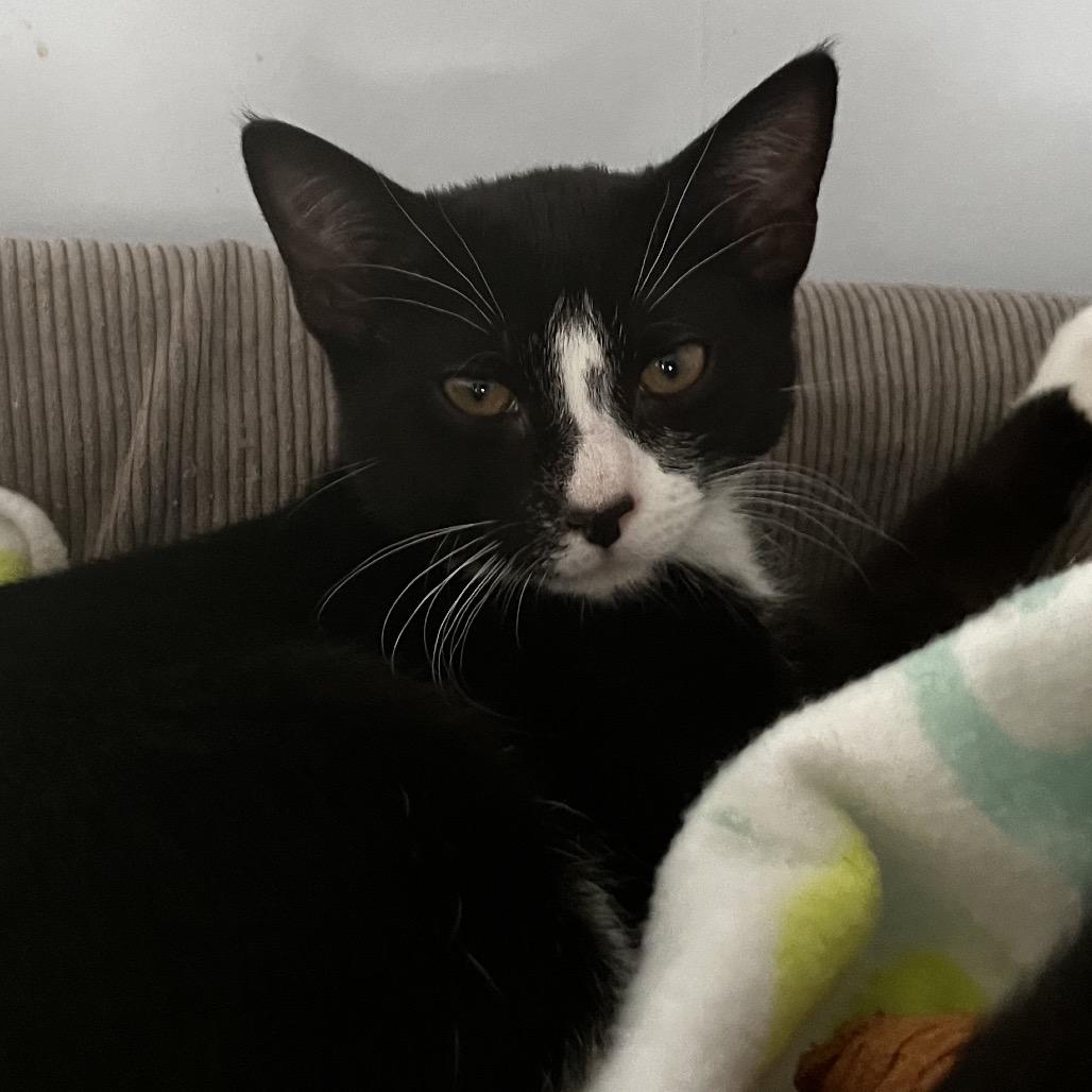 Stubbie — thumbnail 2