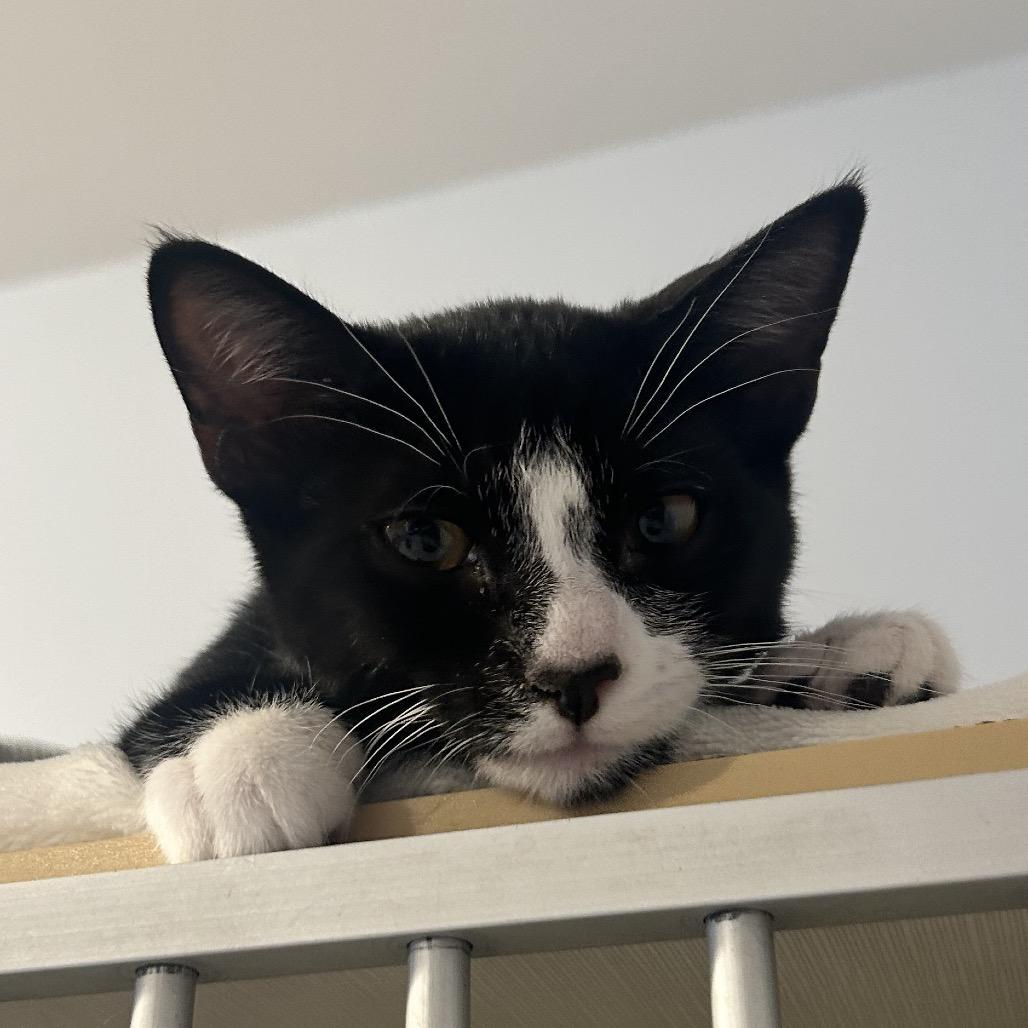 Stubbie — thumbnail 3