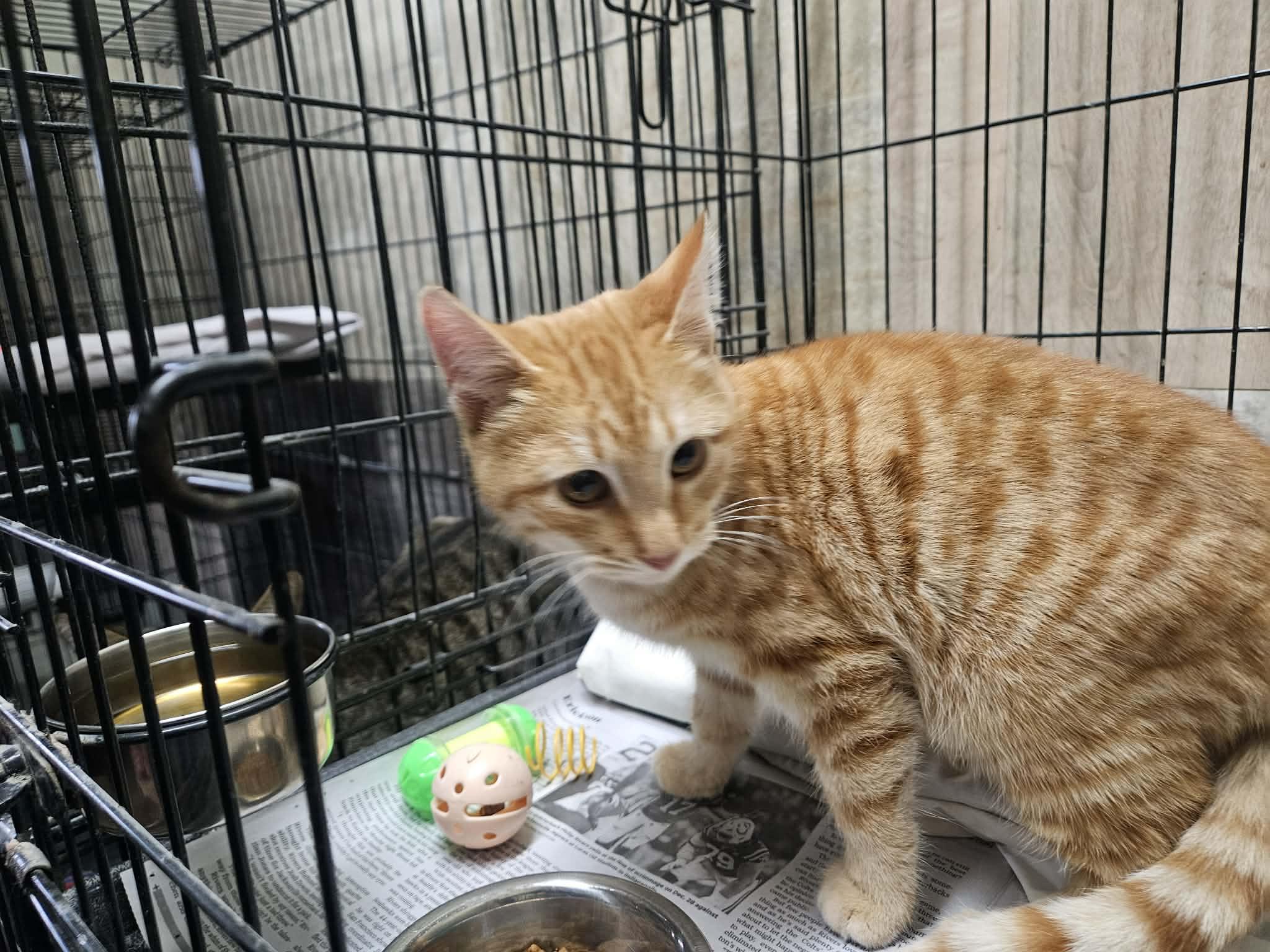 Enlarge Tipton, a ADOPTABLE Domestic Short Hair in Monticello, IN image 2/2