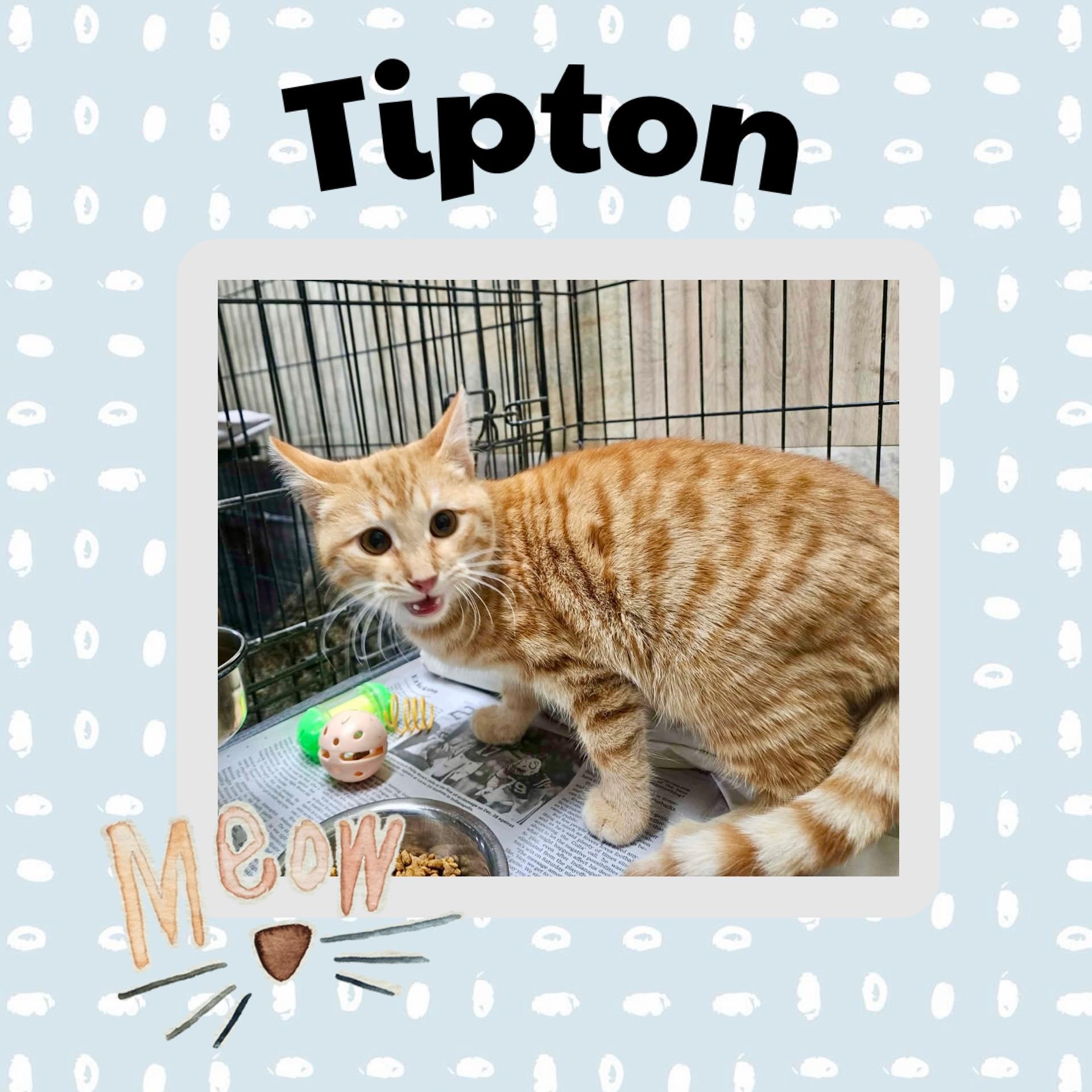 Tipton, ADOPTABLE, Kitten Male Domestic Short Hair.