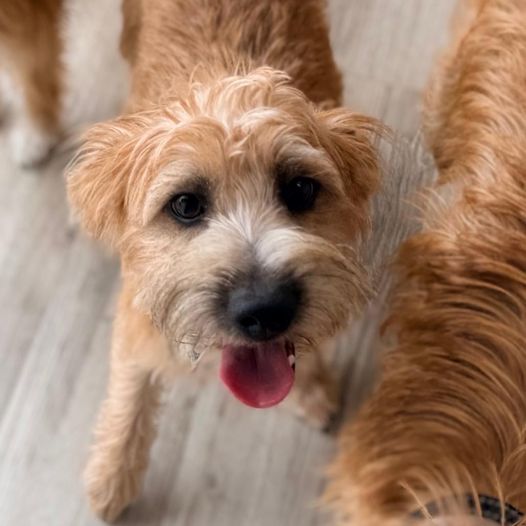Enlarge Hadley, a Adoptable mixed breed in Green Bay, WI image 1/5