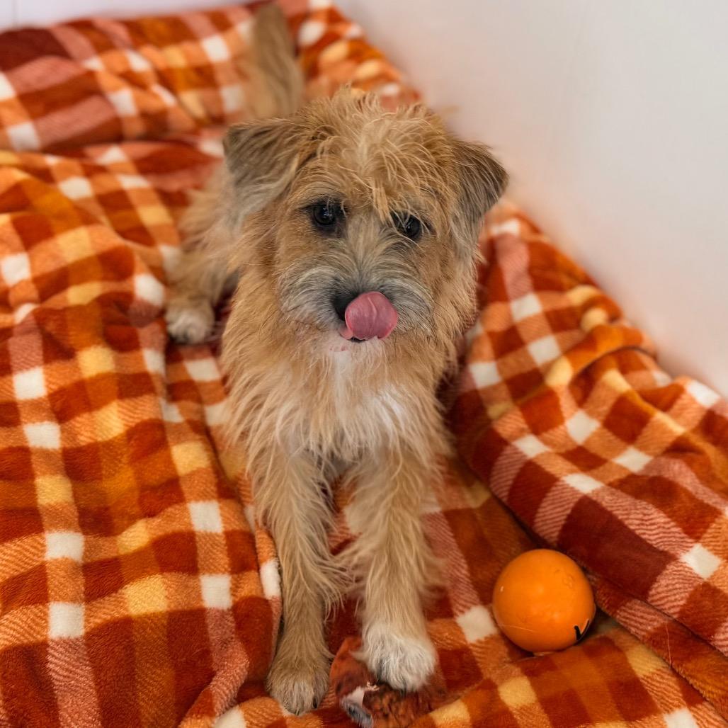 Enlarge Hadley, a Adoptable mixed breed in Green Bay, WI image 3/5