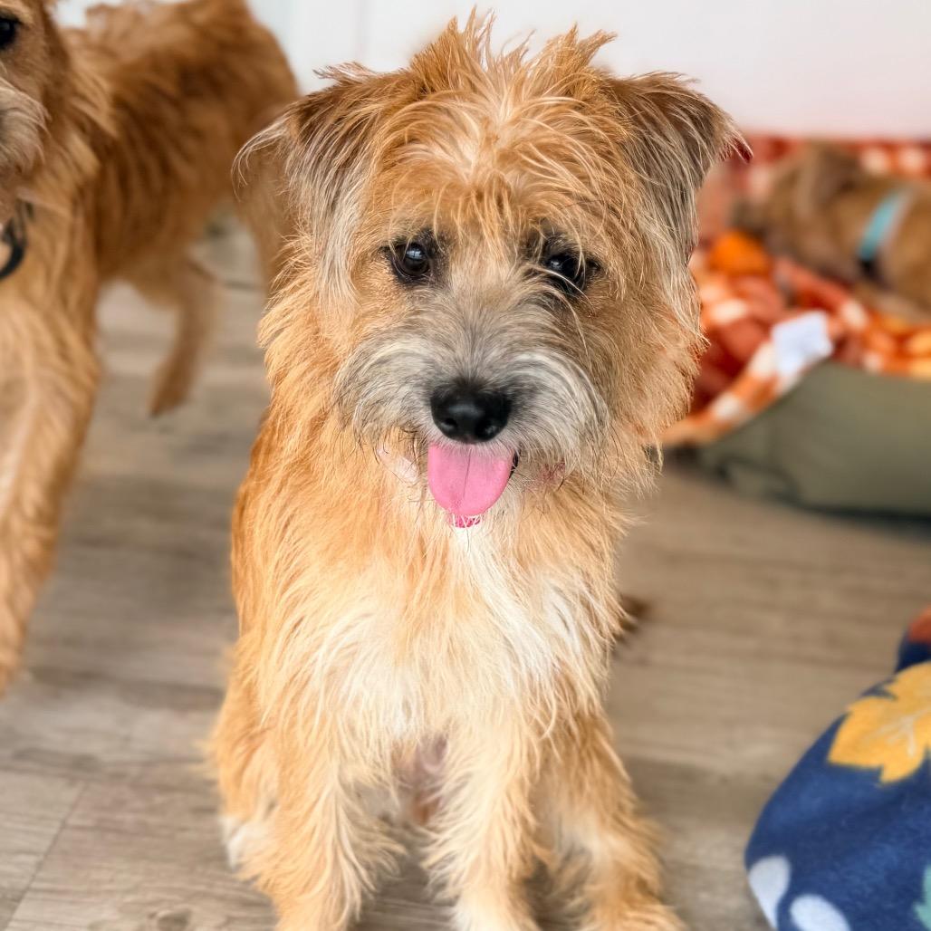 Enlarge Hadley, a Adoptable mixed breed in Green Bay, WI image 4/5