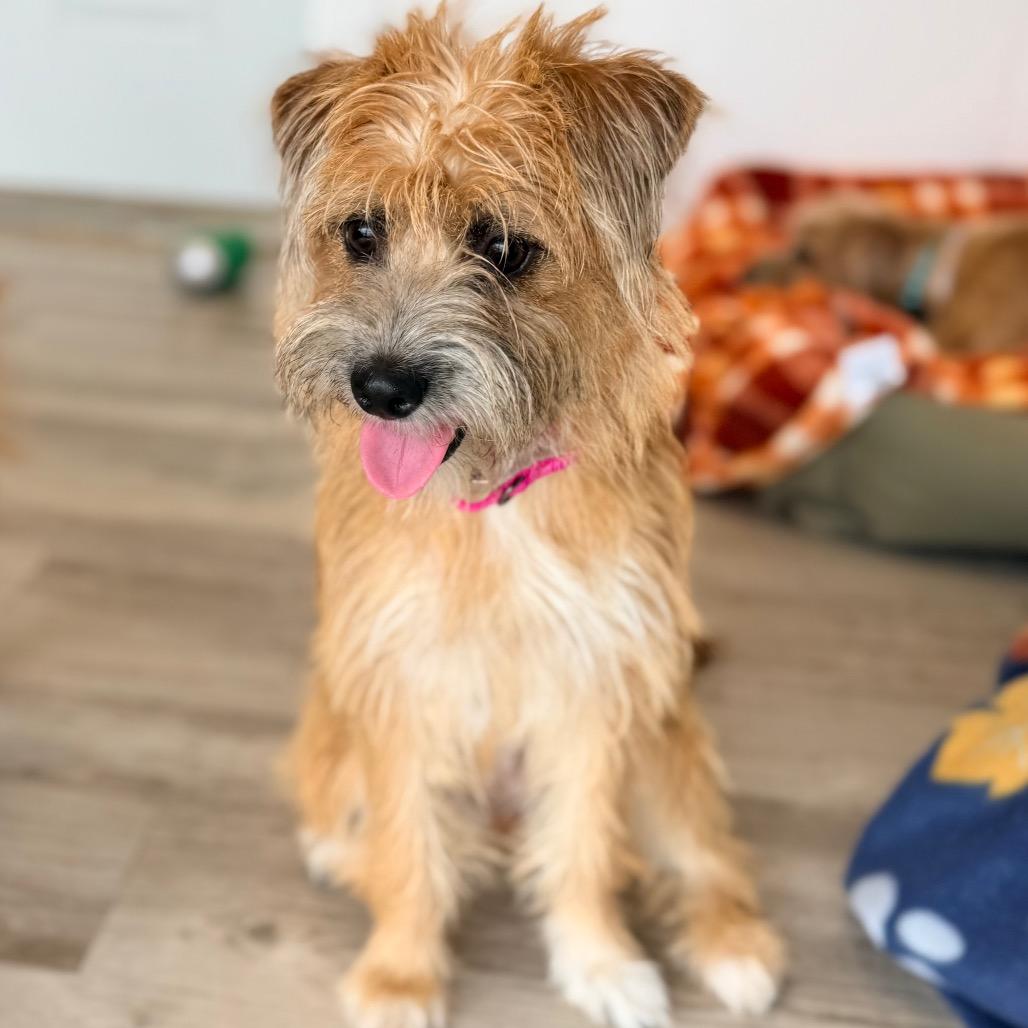 Enlarge Hadley, a Adoptable mixed breed in Green Bay, WI image 5/5