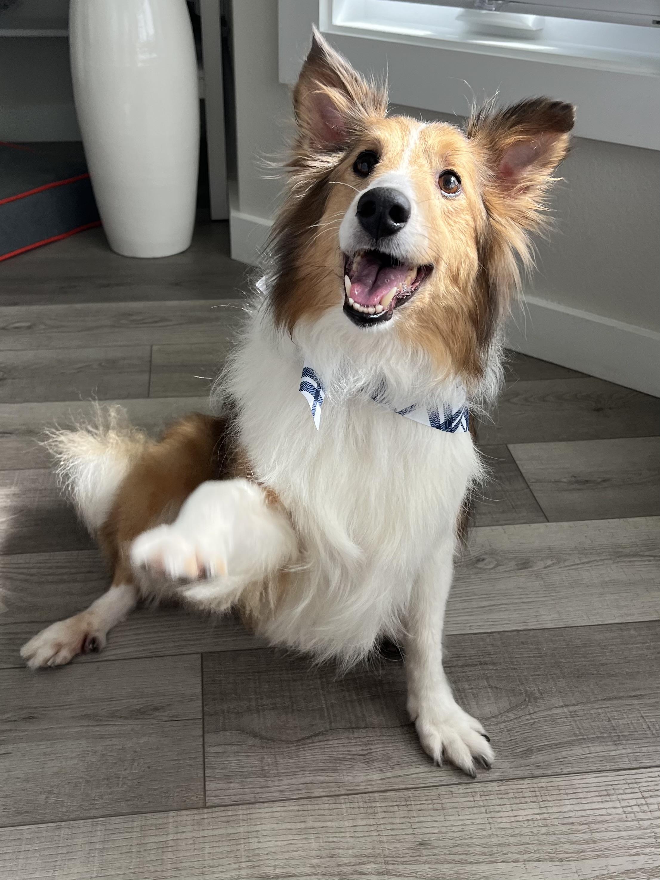 Callie, an adopted Shetland Sheepdog / Sheltie in Bradenton, FL image 3/6