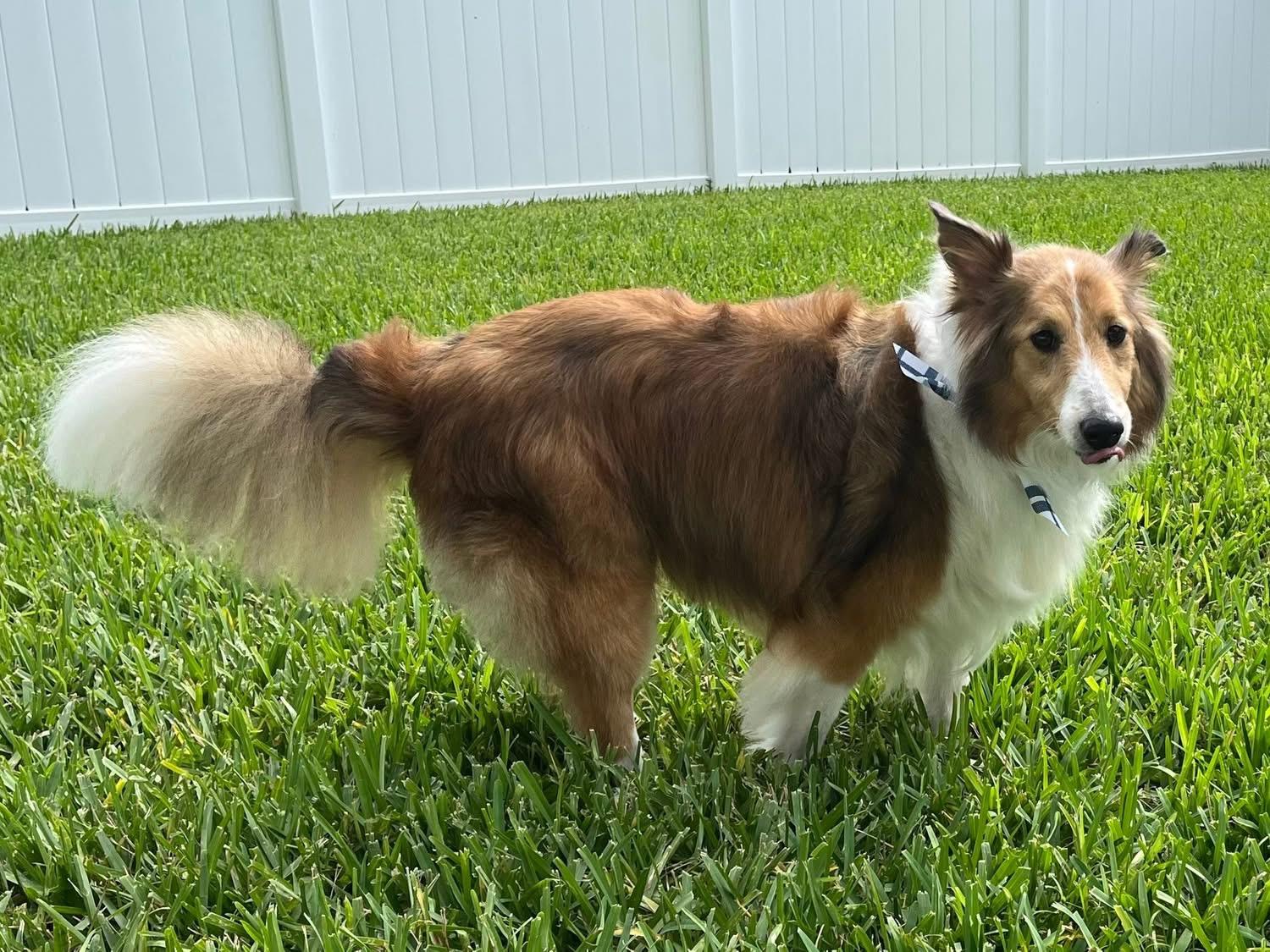 Callie, an adopted Shetland Sheepdog / Sheltie in Bradenton, FL image 5/6