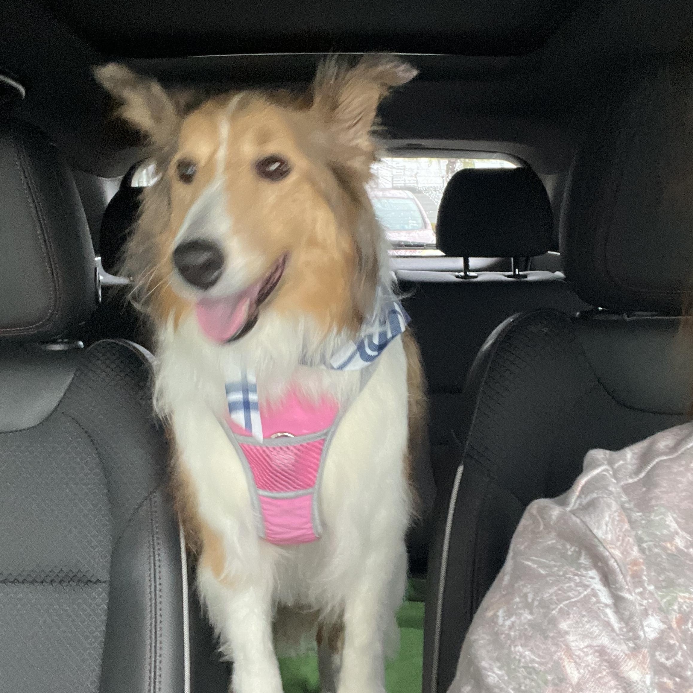 Callie, an adopted Shetland Sheepdog / Sheltie in Bradenton, FL image 4/6