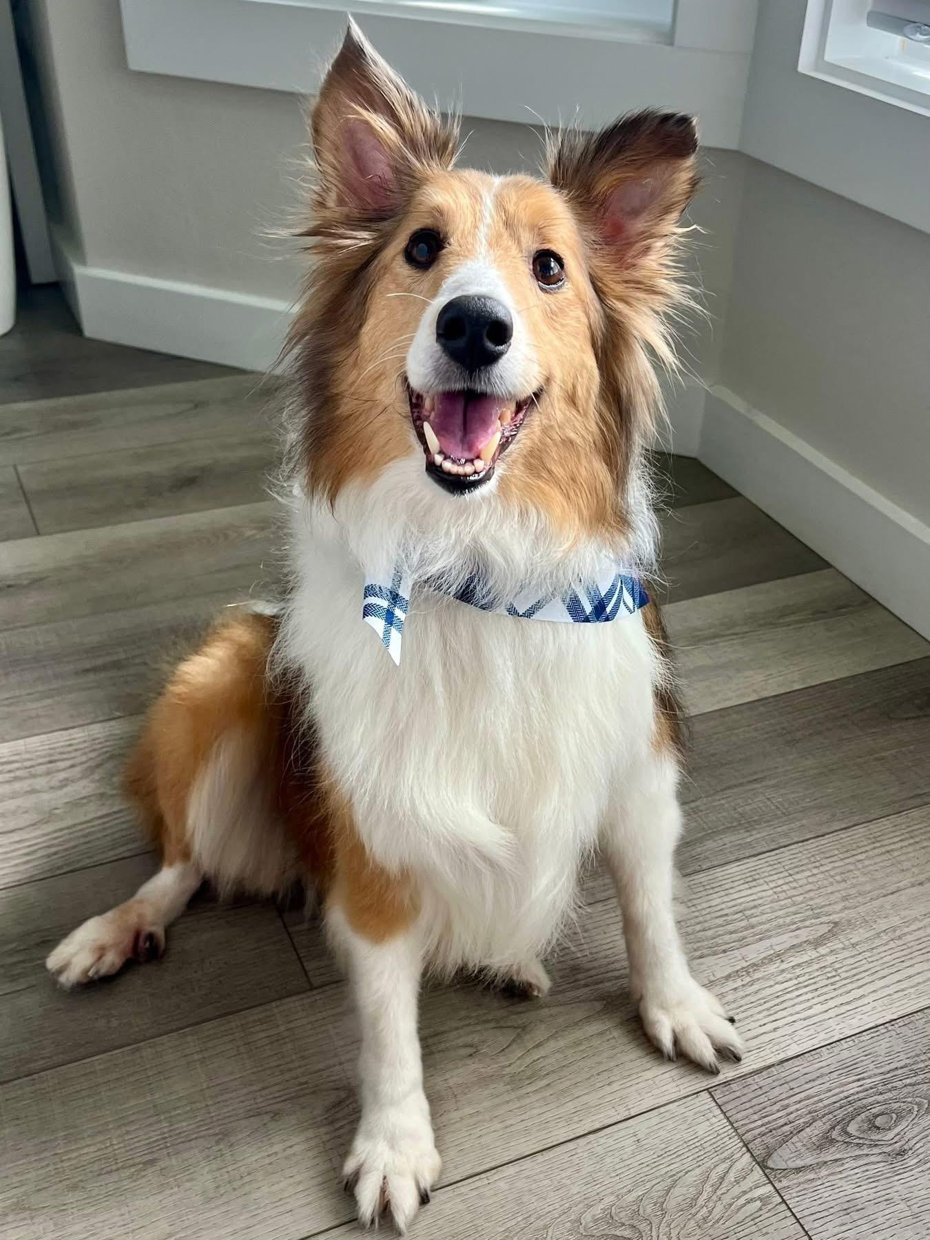 Callie, adopted, Adult Female Shetland Sheepdog / Sheltie.