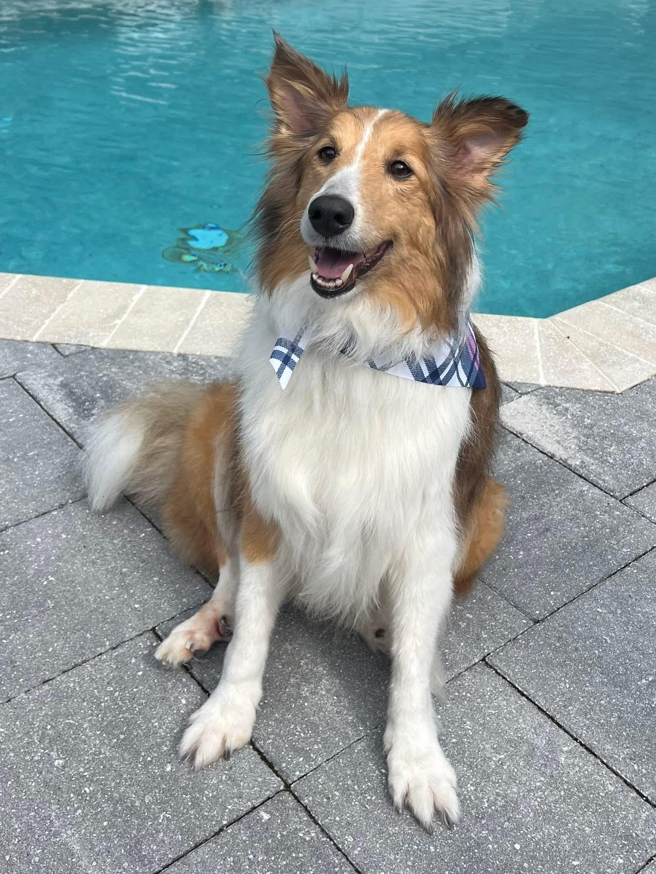 Callie, an adopted Shetland Sheepdog / Sheltie in Bradenton, FL image 2/6