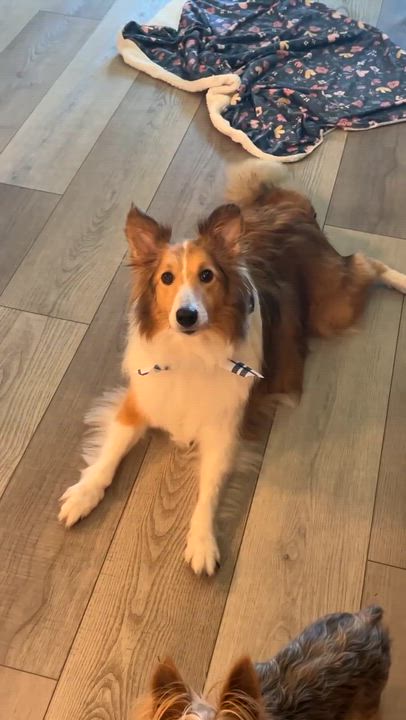 Enlarge Callie, an adopted Shetland Sheepdog / Sheltie in Bradenton, FL video 6/6