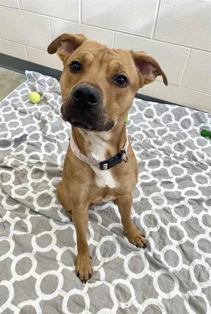 Enlarge CORTEZ, a Adoptable mixed breed in Fort Wayne, IN image 1/1