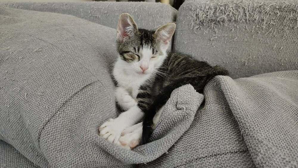 Tweety Bird, Adoptable, Kitten Male Domestic Short Hair.