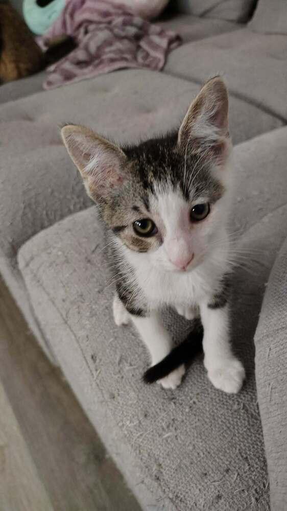 Enlarge Tweety Bird, a Adoptable Domestic Short Hair in DELTONA, FL image 2/5