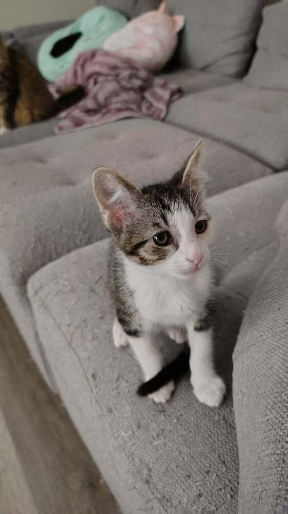 Enlarge Tweety Bird, a Adoptable Domestic Short Hair in DELTONA, FL image 3/5
