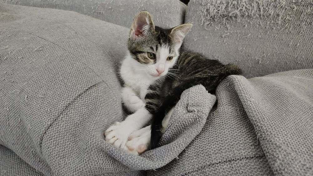 Enlarge Tweety Bird, a Adoptable Domestic Short Hair in DELTONA, FL image 4/5