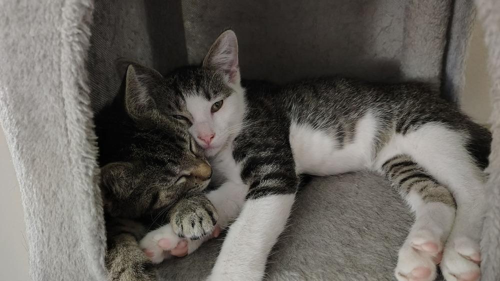 Enlarge Tweety Bird, a Adoptable Domestic Short Hair in DELTONA, FL image 5/5
