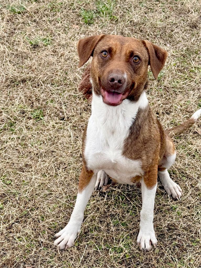 Enlarge Sasha, a Adoptable mixed breed in Metter, GA image 1/1