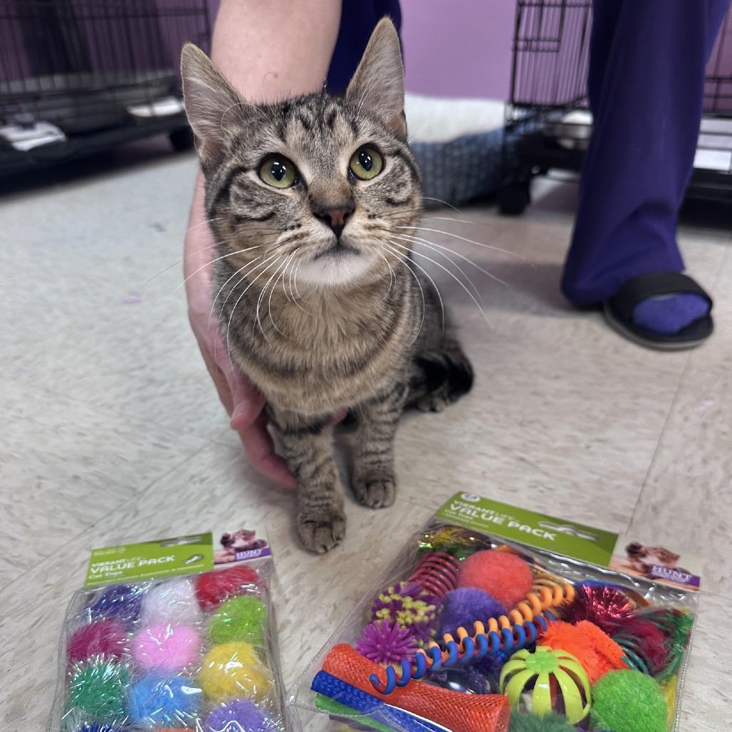 Abella, Adoptable, Young Female Domestic Short Hair.