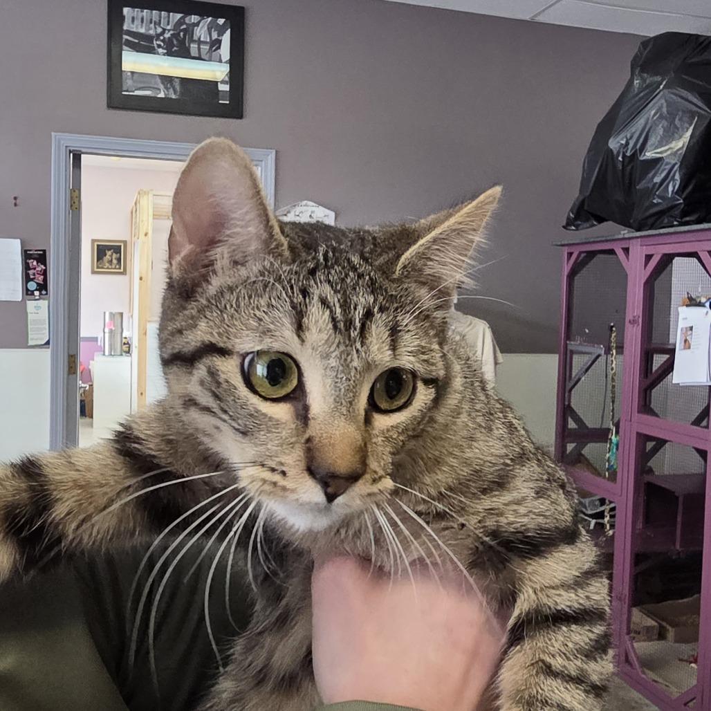 Enlarge Abella, a Adoptable Domestic Short Hair in Branson, MO image 2/4