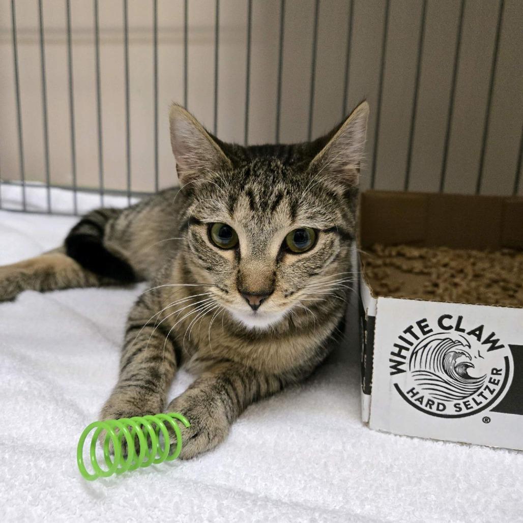 Enlarge Abella, a Adoptable Domestic Short Hair in Branson, MO image 3/4