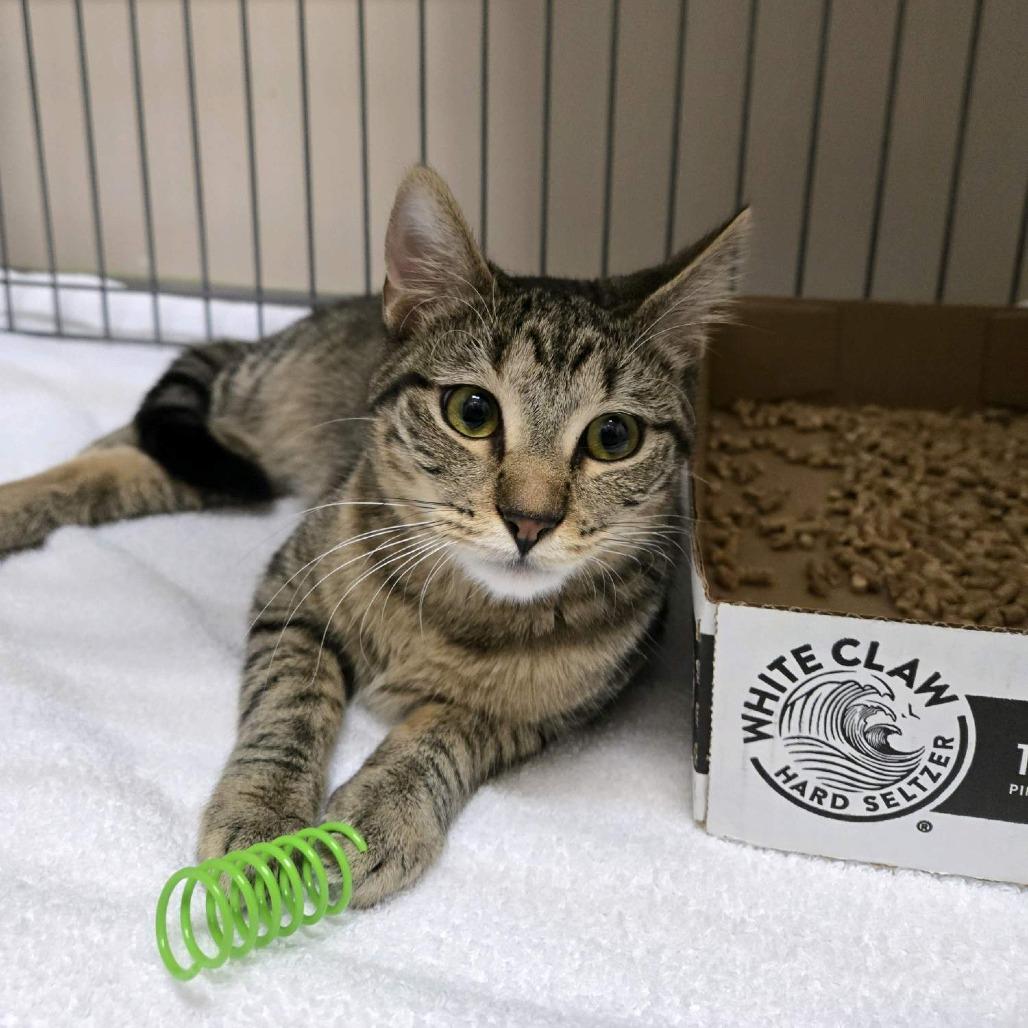 Enlarge Abella, a Adoptable Domestic Short Hair in Branson, MO image 4/4