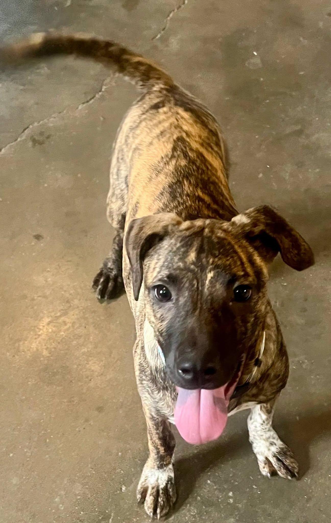 Enlarge Amber, a Adopted Mixed Breed in Leavenworth, KS image 2/2