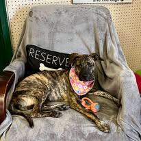 Enlarge Amber, a Adopted Mixed Breed in Leavenworth, KS image 1/2