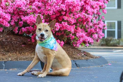 Kiki Bee, a Adoptable American Staffordshire Terrier in Alpharetta, GA image 1/3
